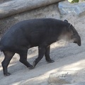 321-2197 San Diego Zoo - Baird's Tapir